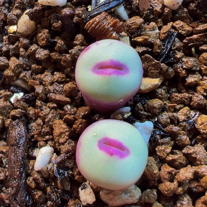 752多肉植物种类和