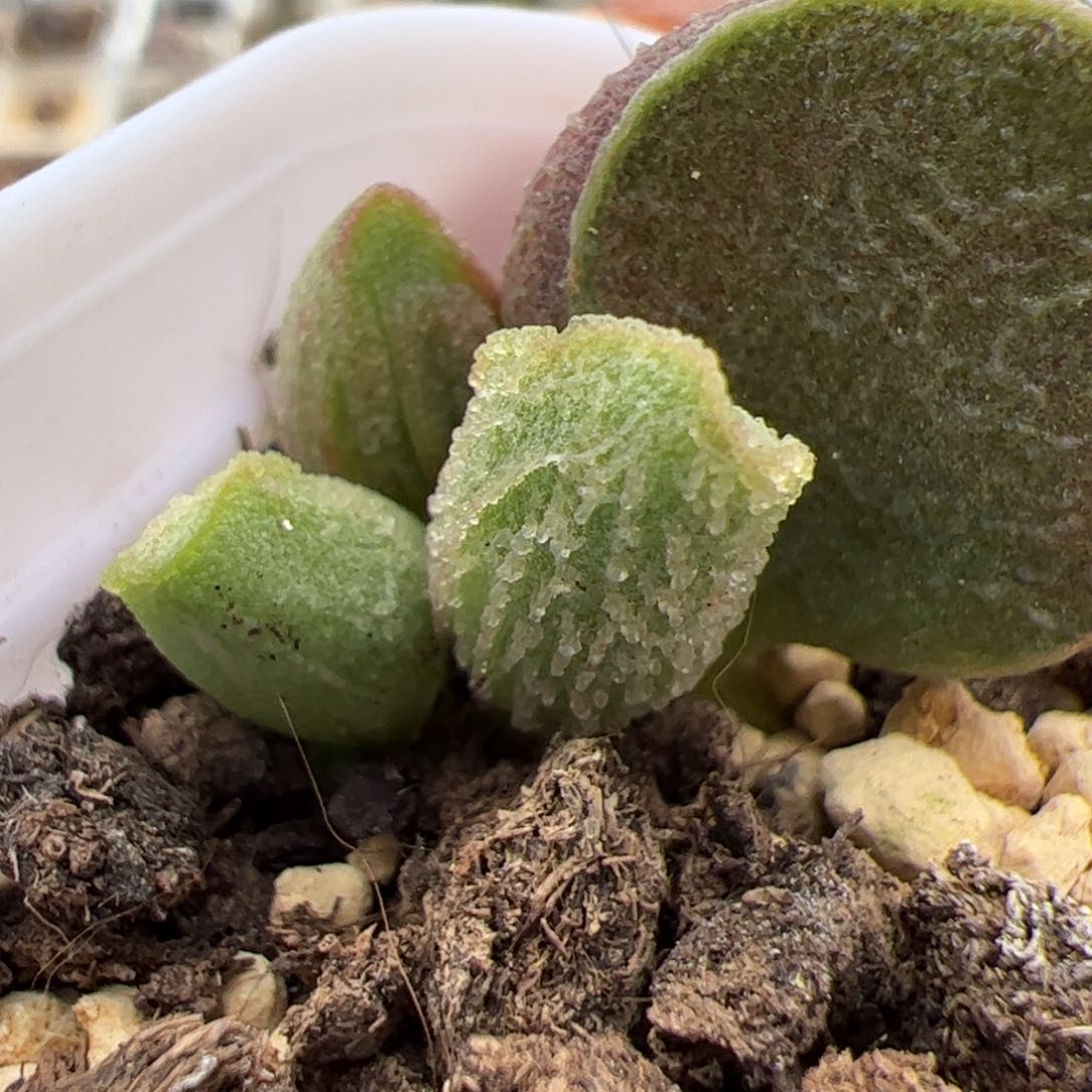 实生新品整颗多肉植物