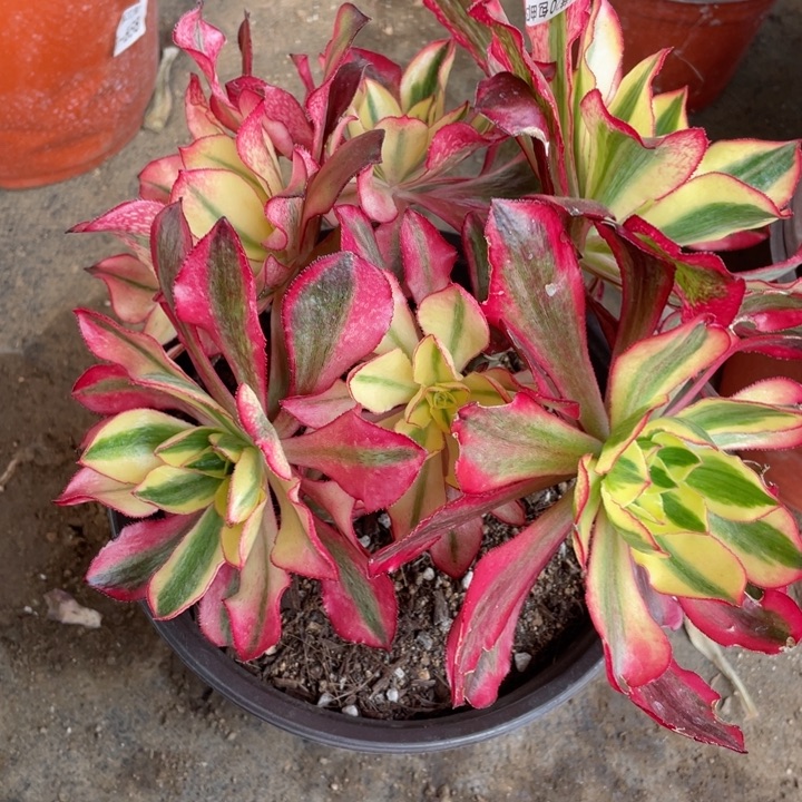 199魅影多肉123456，123456789