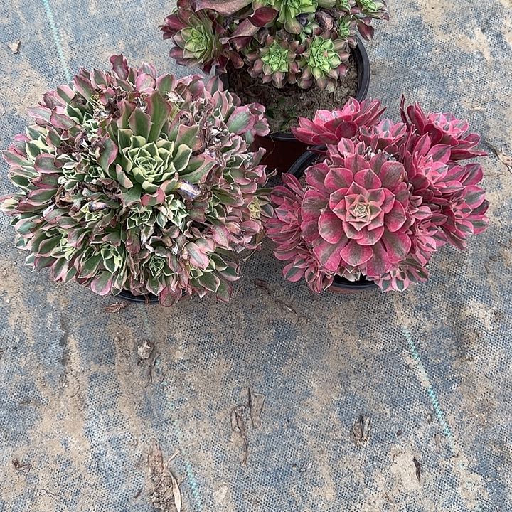 恶*多肉法师植物链接59三颗