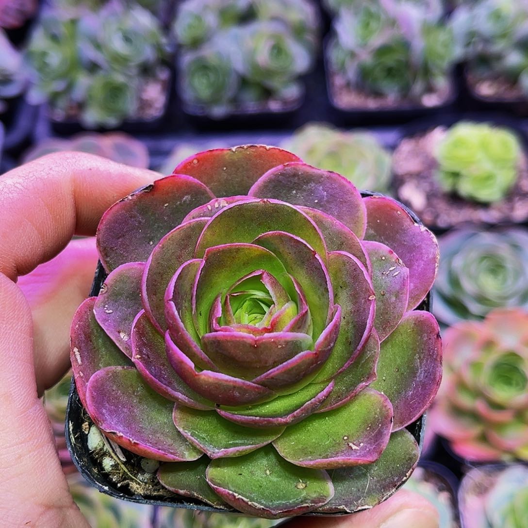 凯拉 满28非偏远包邮 多肉