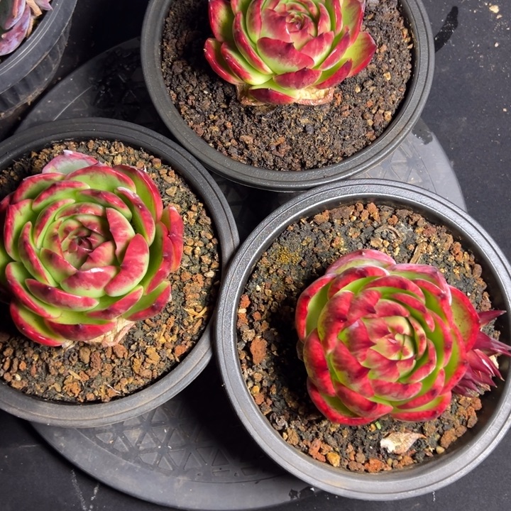 惊鸿仙子福利三颗