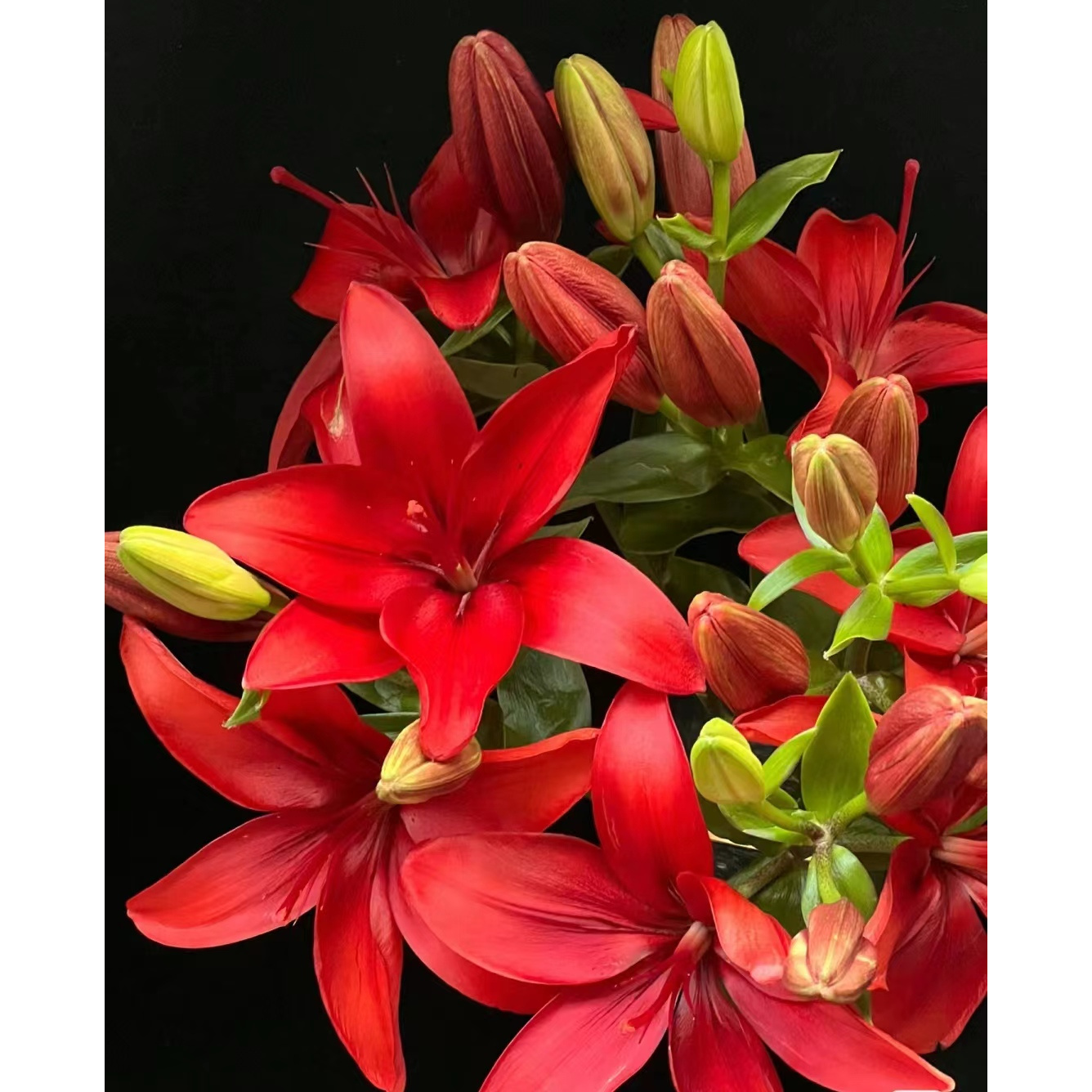 多头红宝石--亚百合无香 【颜色以收到实物为准】