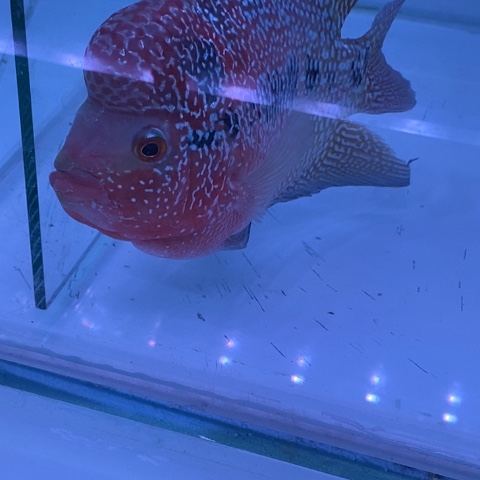 海水鸿运罗汉鱼1条
