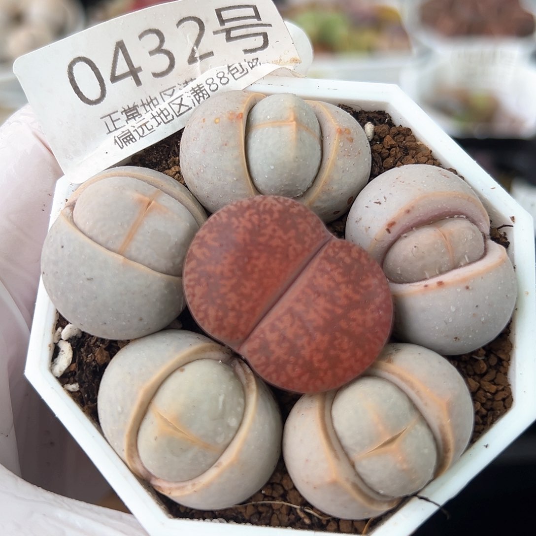 好养易活生石花大母本0432