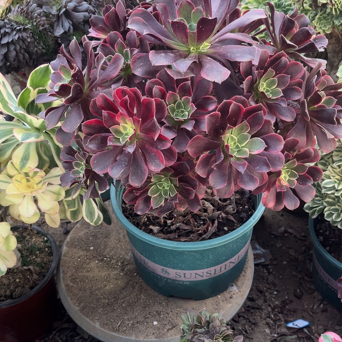 11金丝法师饿我肉植物