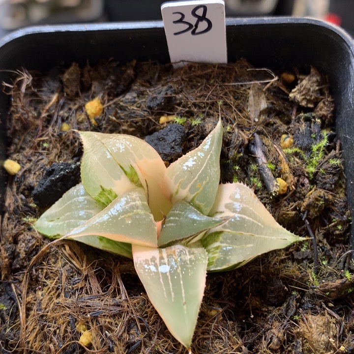 Pinky 寿锦带盆土发货带盆土