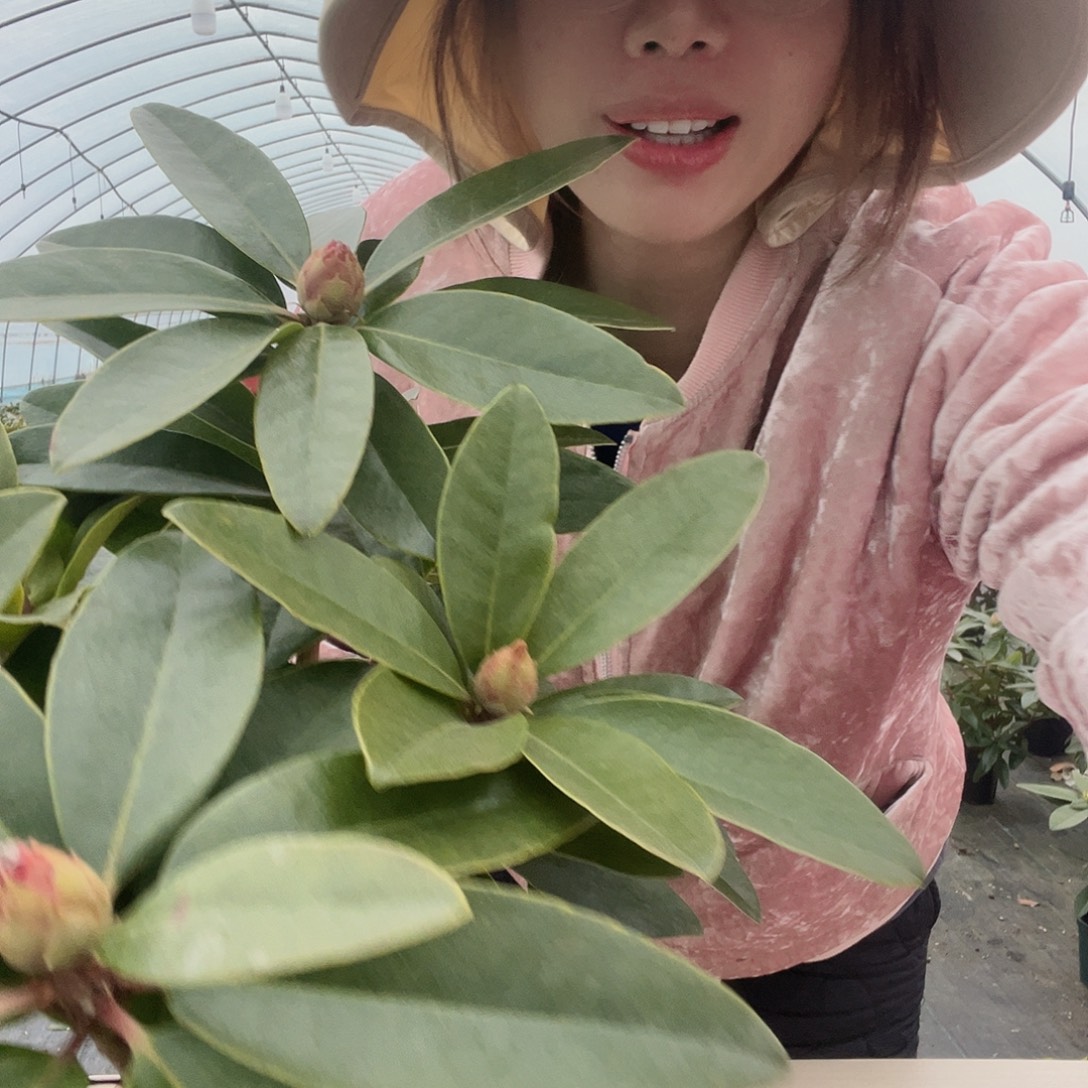 无花朵王子一加仑