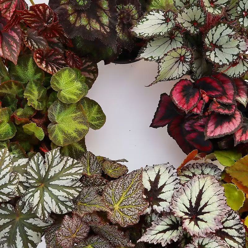 【秋海棠】一物一拍轻微战损秋海棠不包售后