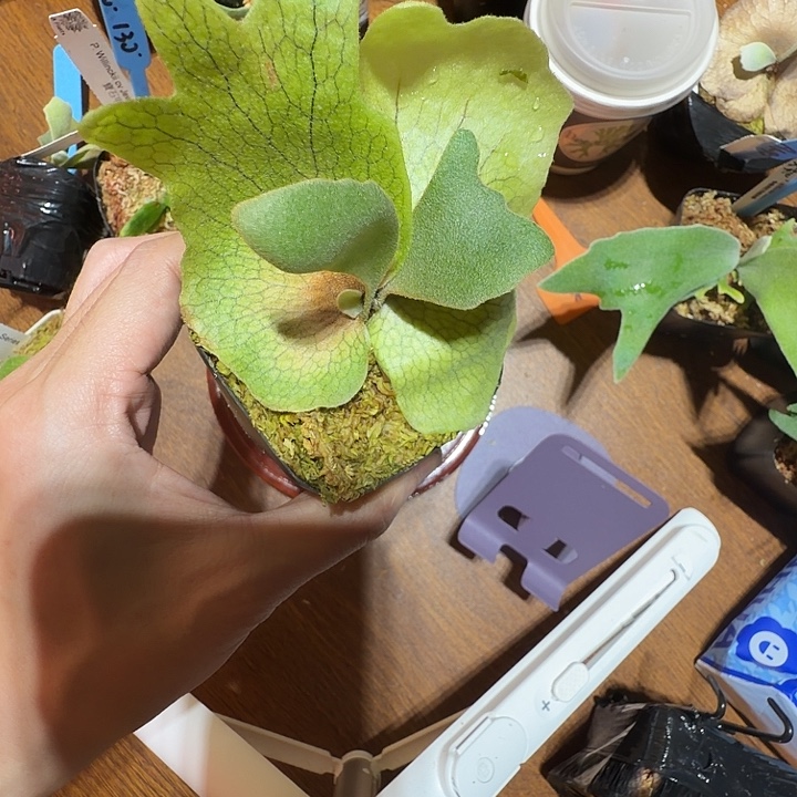 无花朵鹿野直播间竞拍黄月