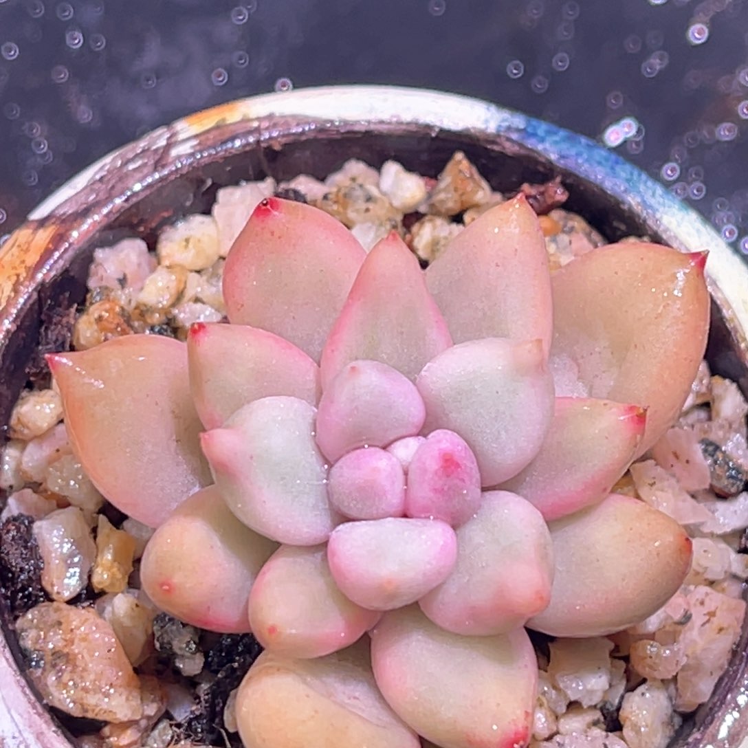 多肉特价红蜻蜓头盖