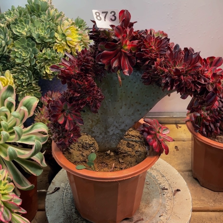 多肉植物香奈儿缀873