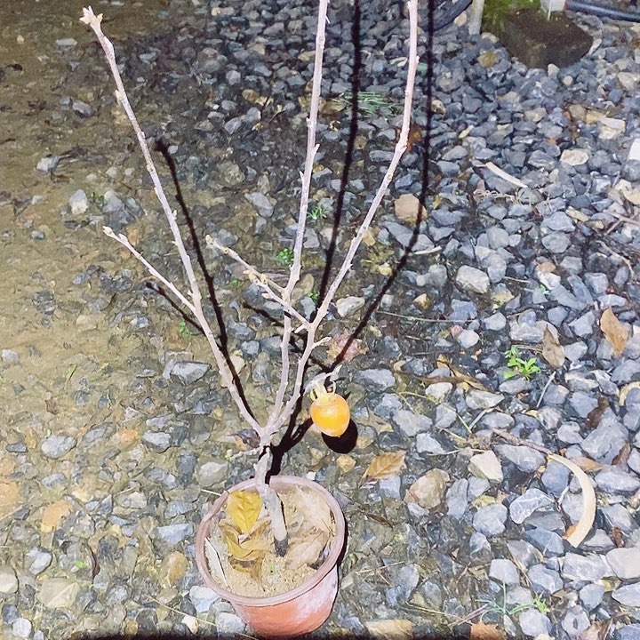 寻***缘无花朵哈哈哈哈哈哈