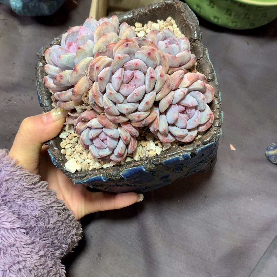 石榴籽哈哈哈哈哈哈哈哈哈