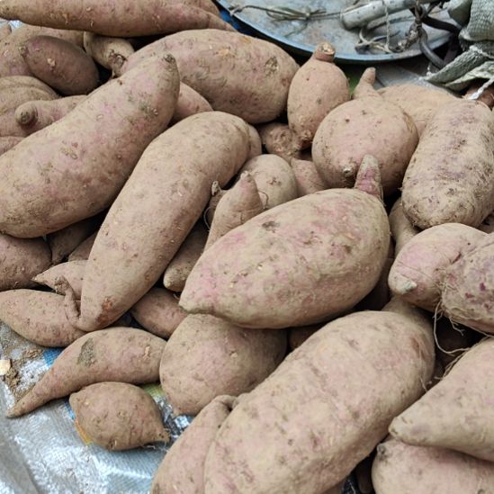 中国大陆本地红薯10斤