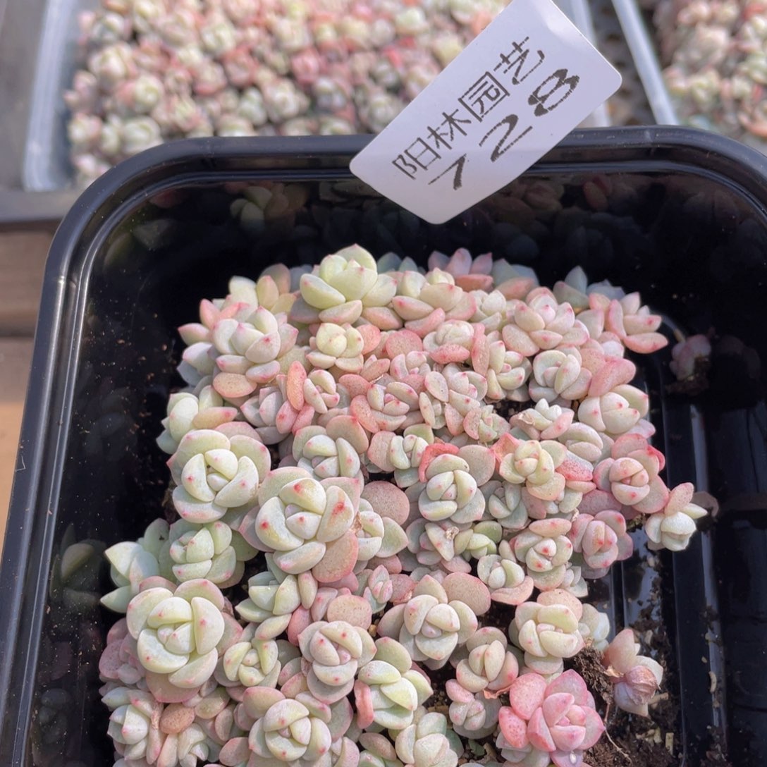 多肉植物多肉植物728