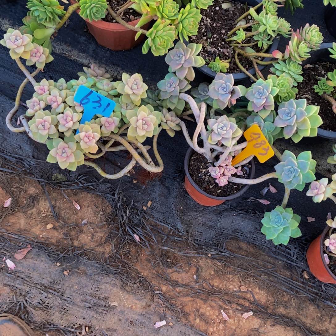 借***洋杏美人631/483/98/702。           