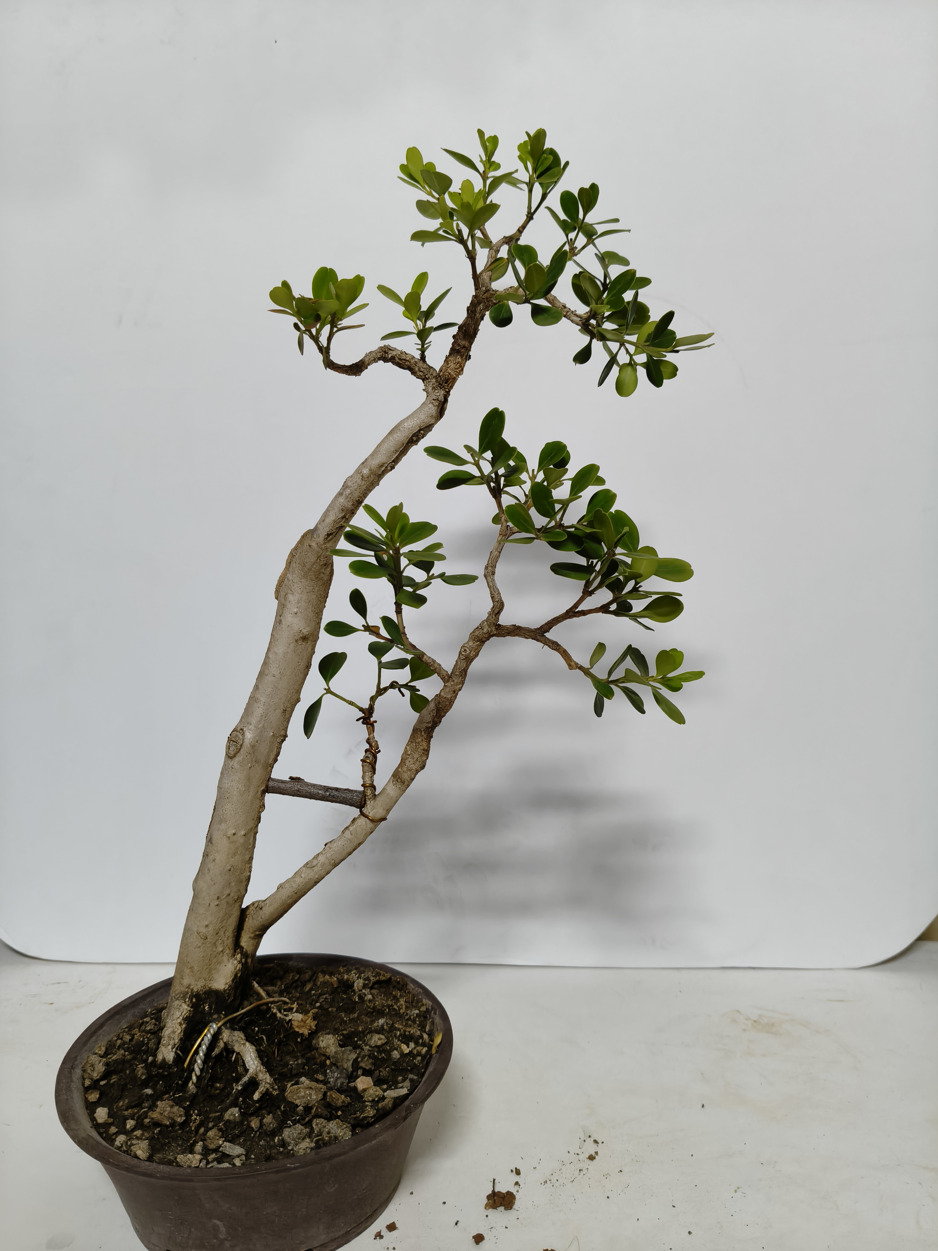 小品盆景盆景素材