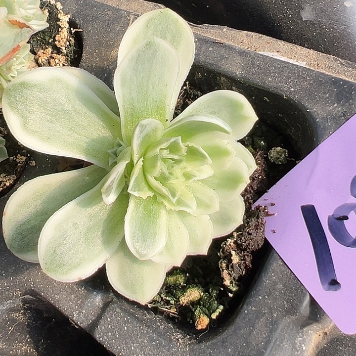 山地玫瑰锦秋夕1088号