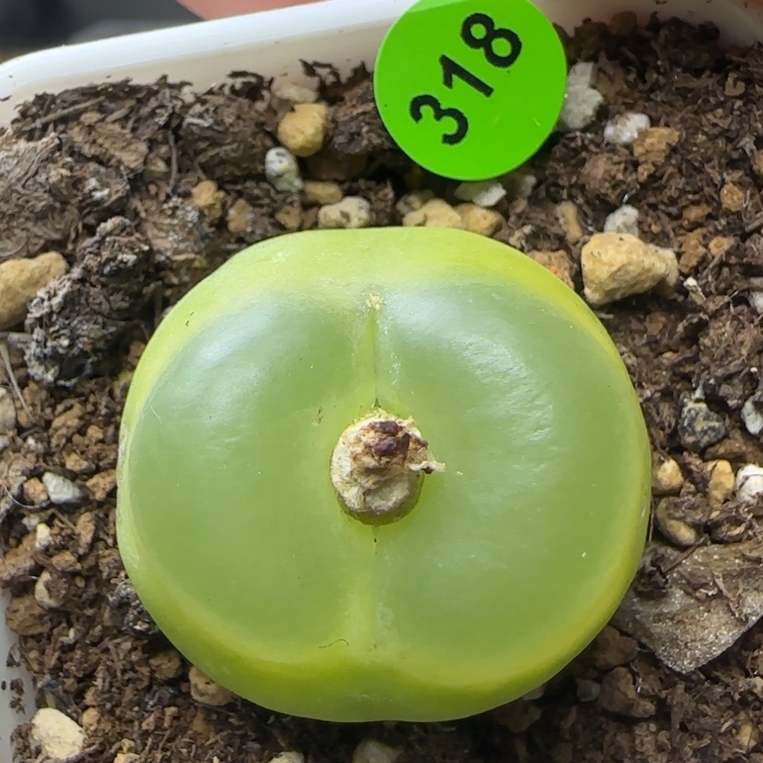 拉登有疤多肉植物318