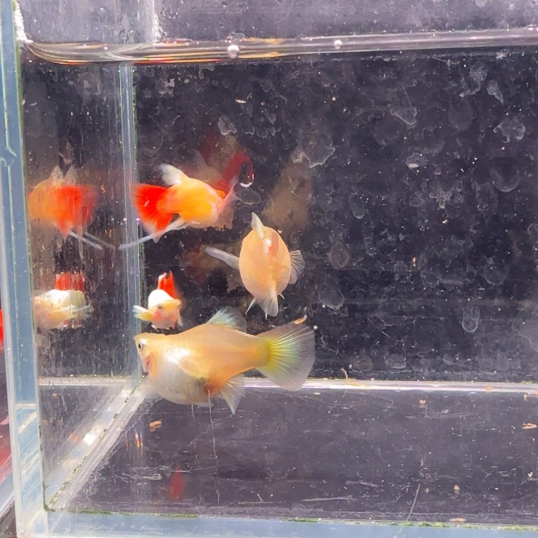 孔雀鱼圣诞2对孔雀鱼
