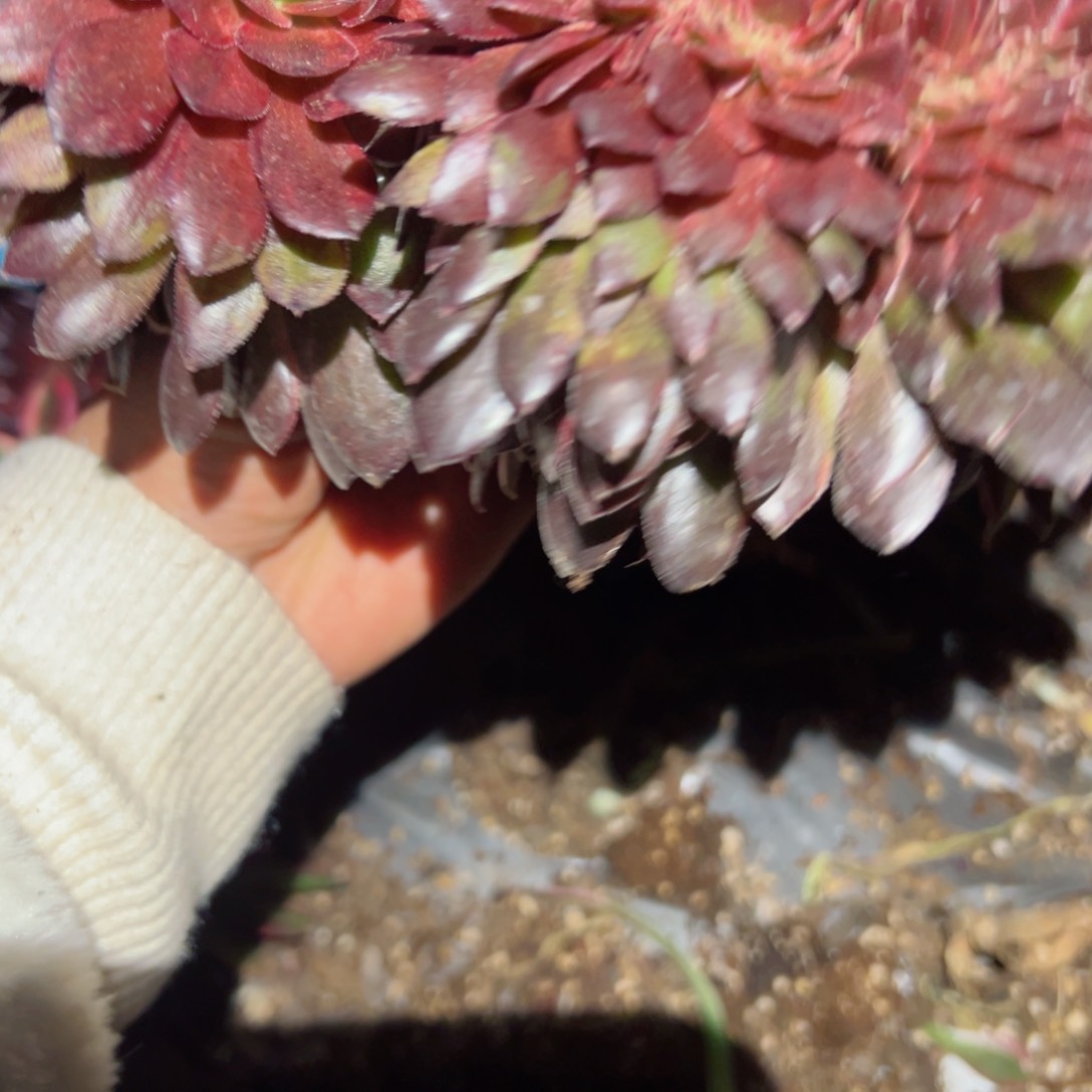 458 号多肉植物新年福利