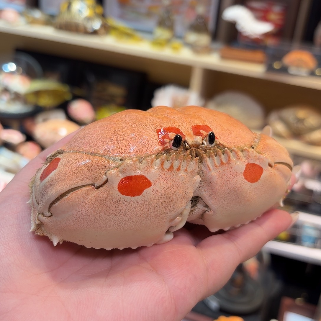 真实大逍遥馒头蟹标本