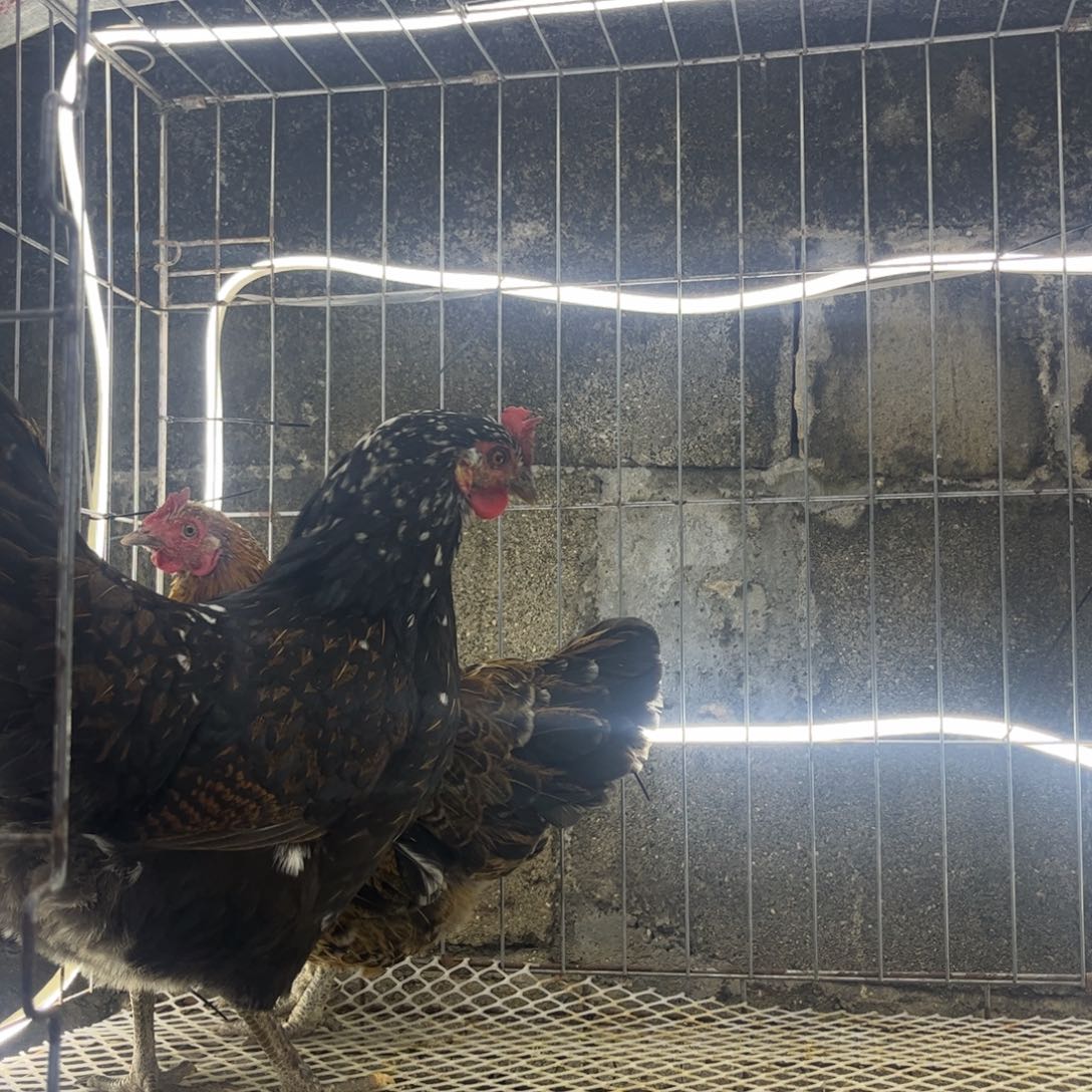 往***风长尾鸡凤凰象限爆花母鸡俩个