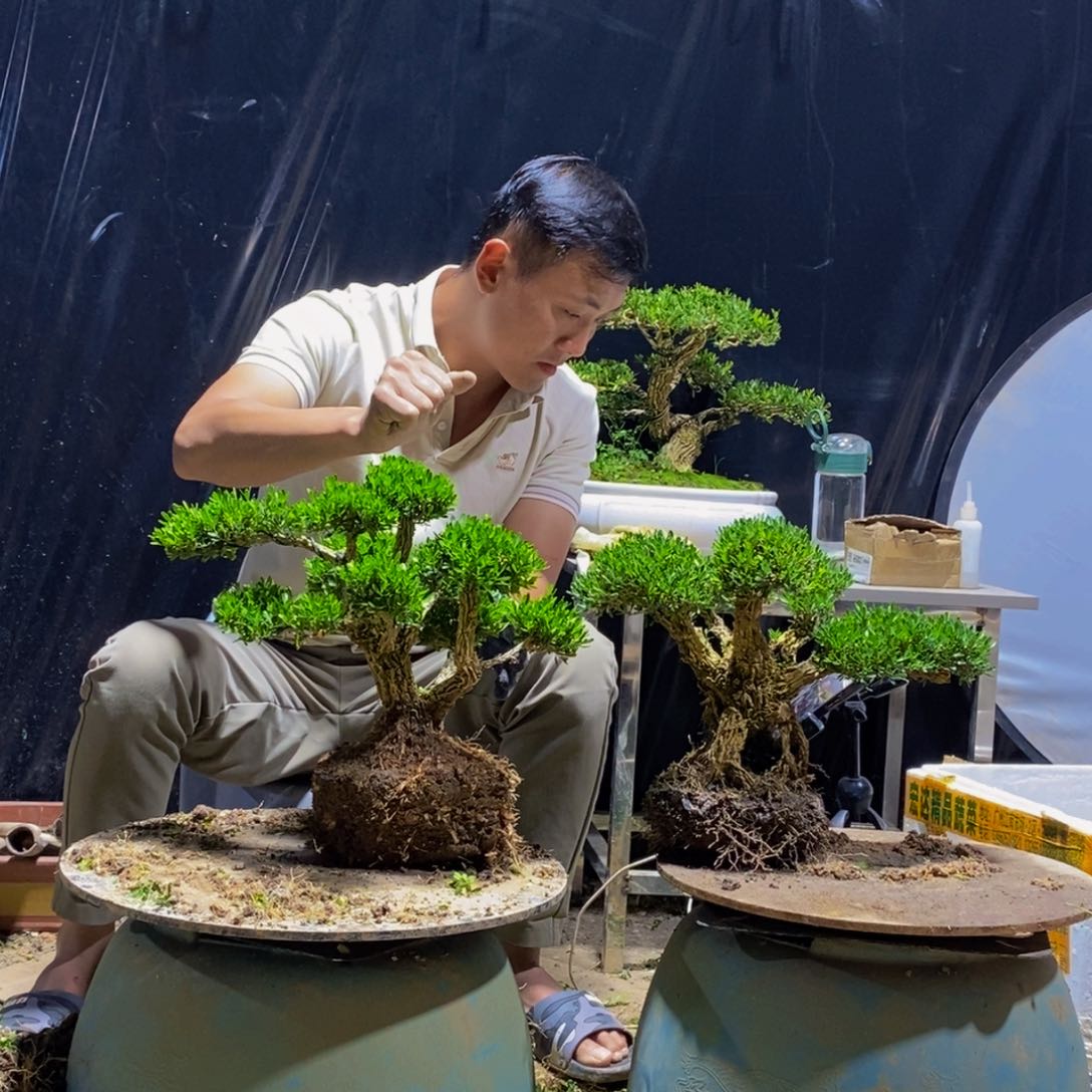 绿植黄杨盆景雀舌软枝