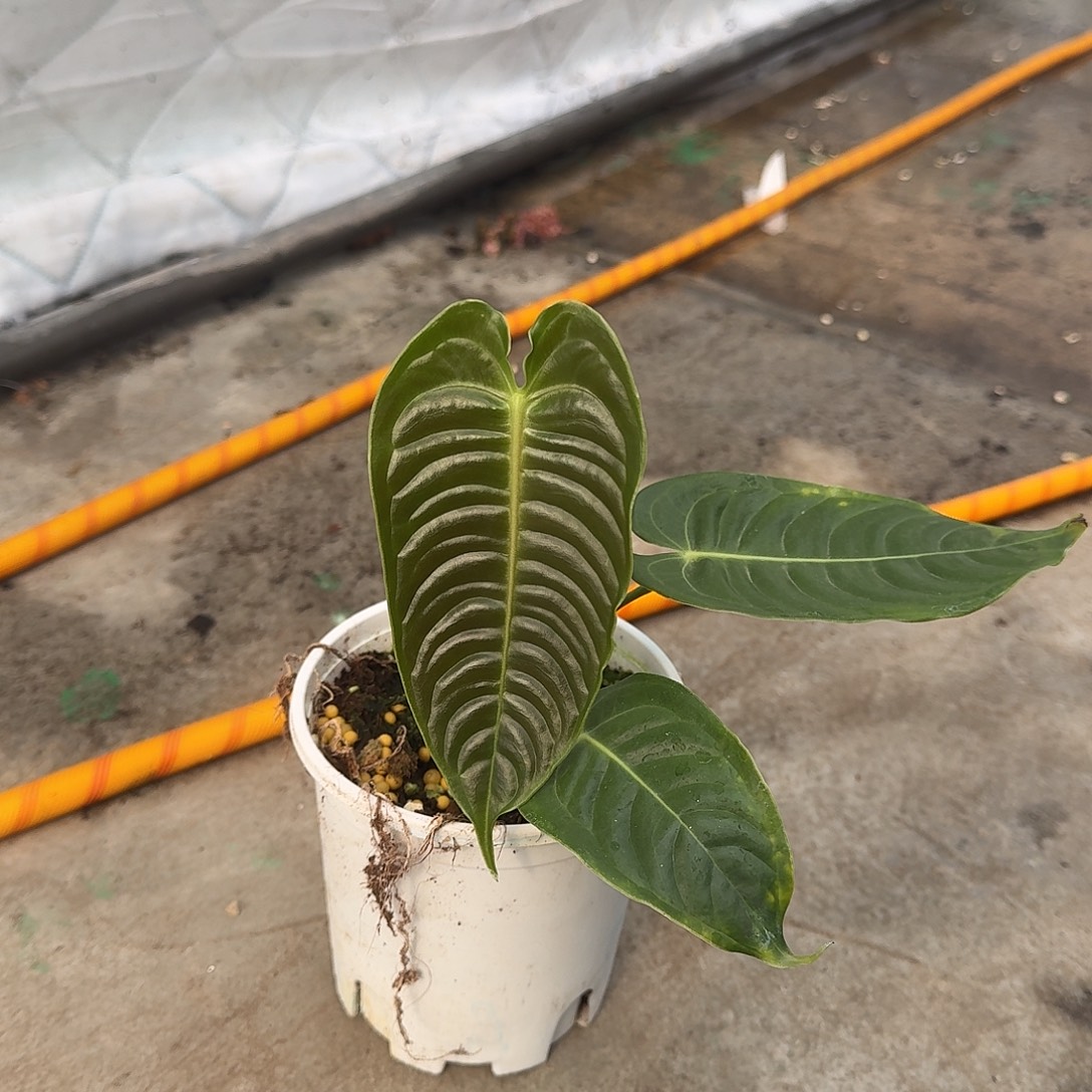 西***西完全开放火鹤王U15