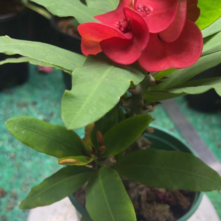 泰品扦插一物一拍