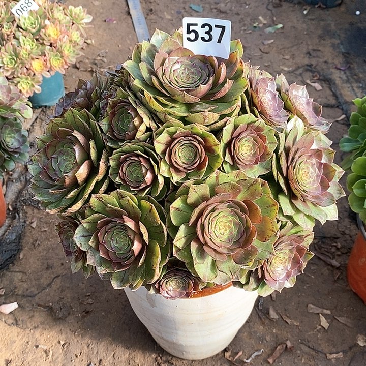 法师植物一物一拍12345678