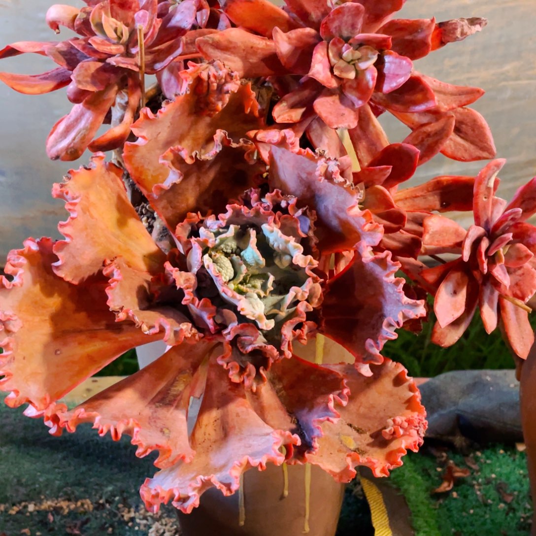 大***鲤带阴阳头的钻石锦群生快递包邮