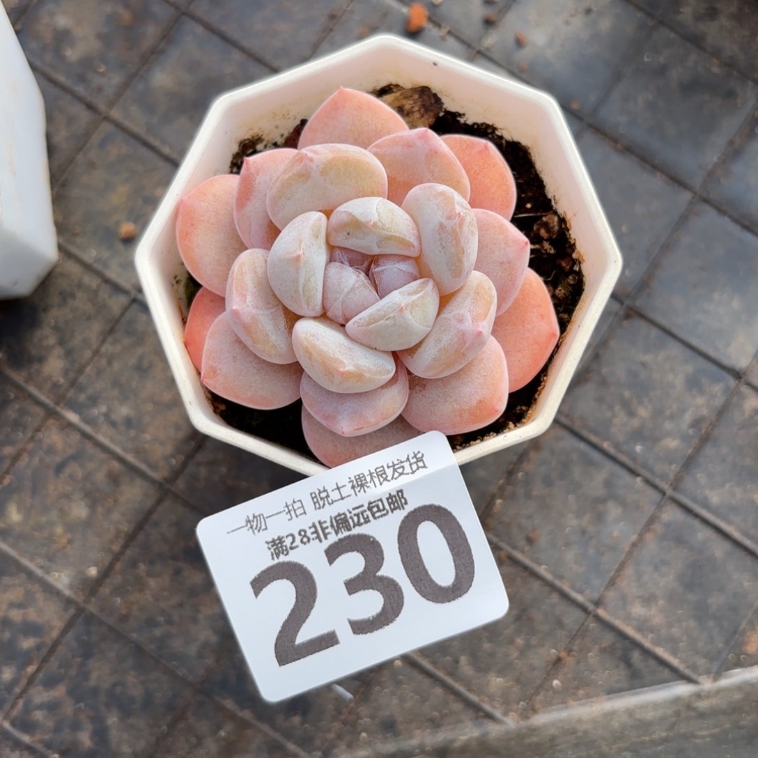 奶芙单头无盆土发货