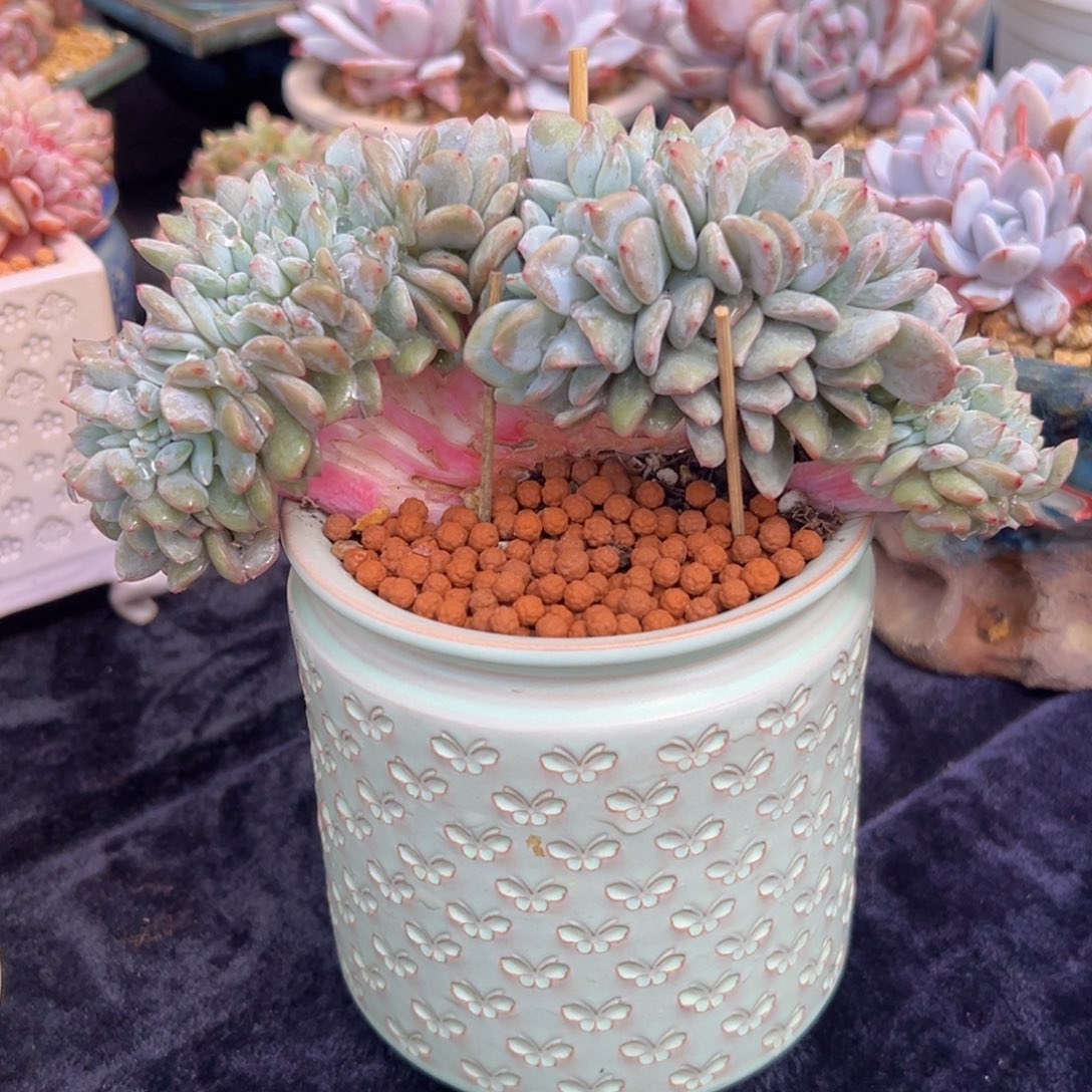 新年快乐 新年快乐