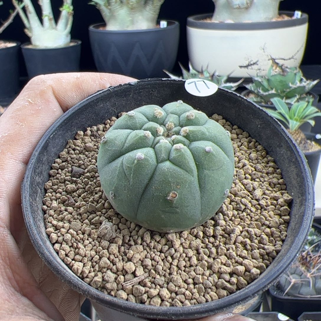 奇仙玉3.5一物一拍默认脱土发