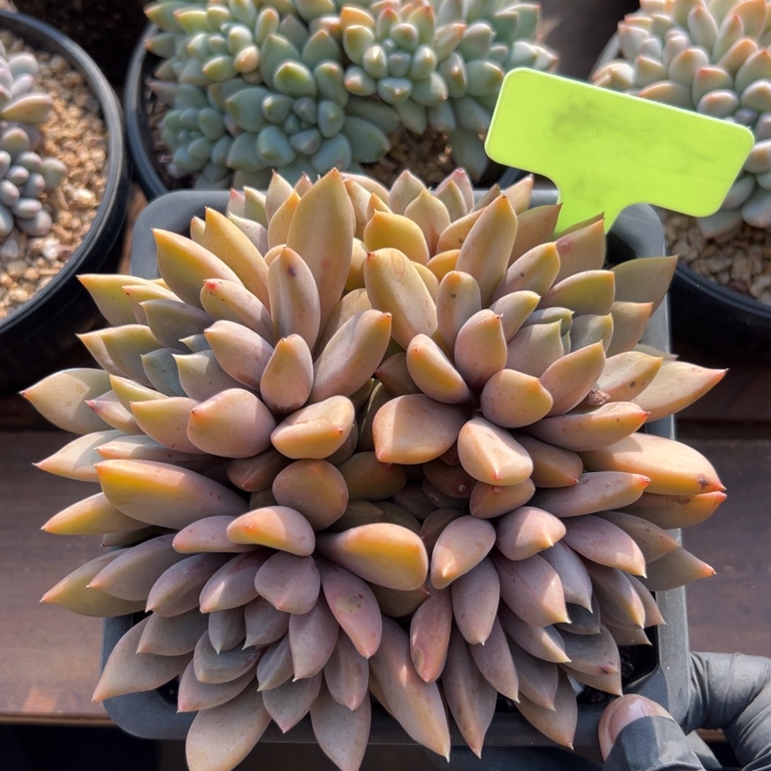 红象牙11111111111111