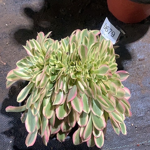 679女巫缀化多肉法师锦