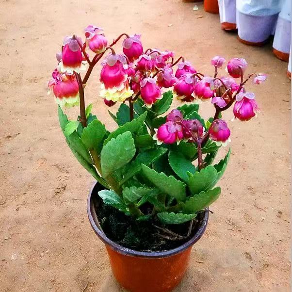 宫灯长寿花盆栽苗灯笼花倒挂金钟室内阳台垂吊长寿花卉包邮好养活