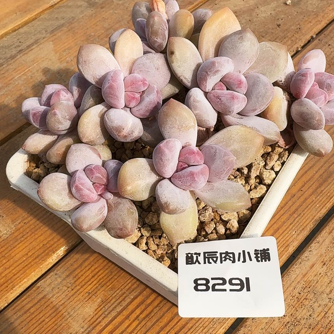 多肉植物香水老桩8291