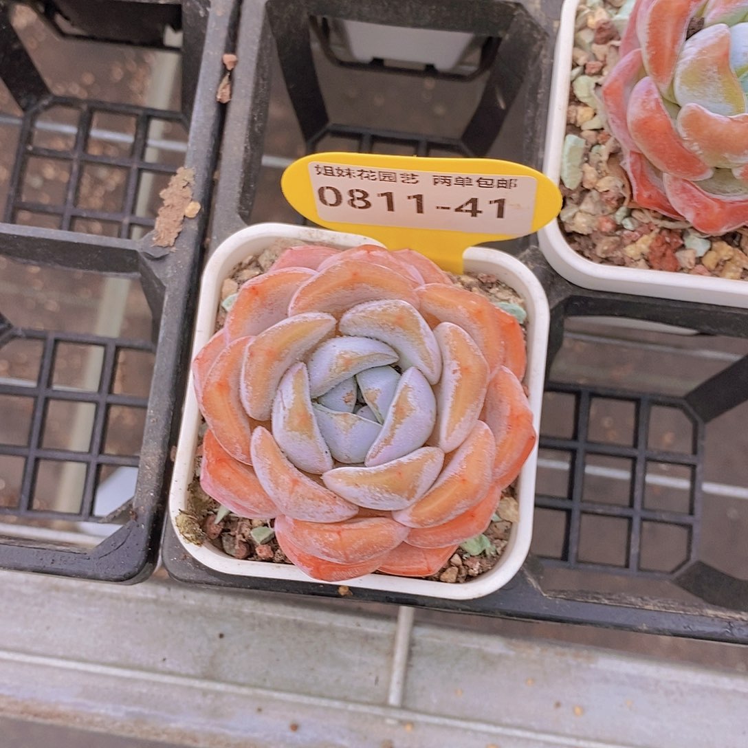 0811-41-精控冰橙单头福利一颗一物一拍