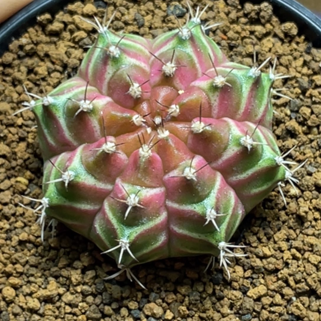 当前无花朵，栽培后可花朵包子粉轮回