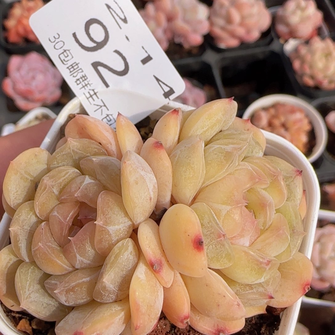 白色恋人双头一颗脱土