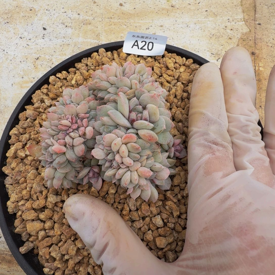 a a a a a a a a a 20