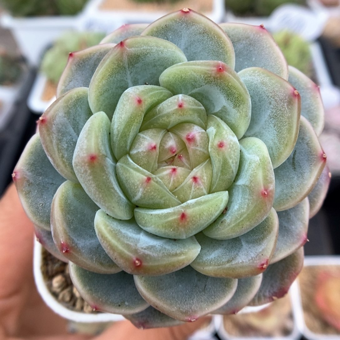 甜心e可拍920号。