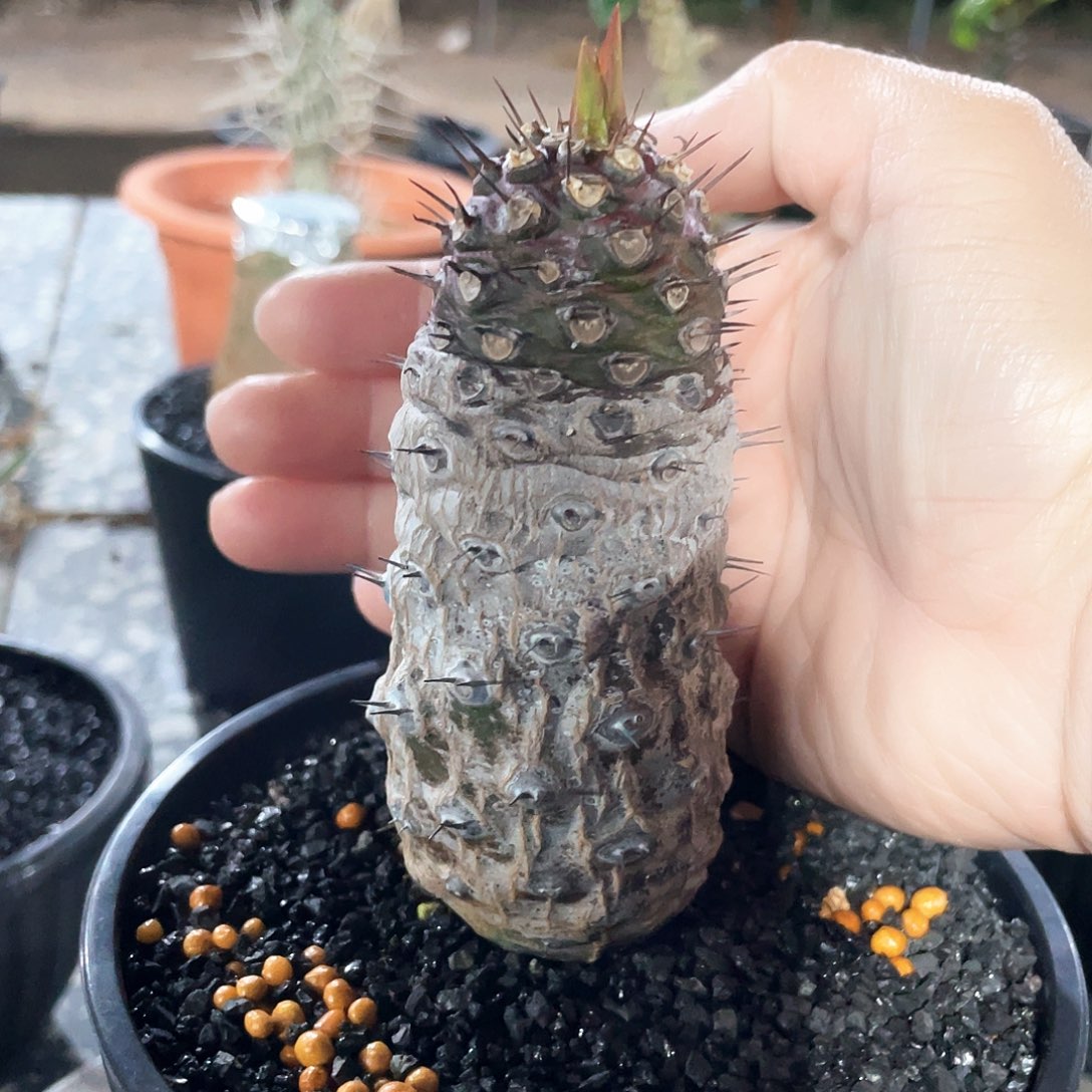 66666666666666666666