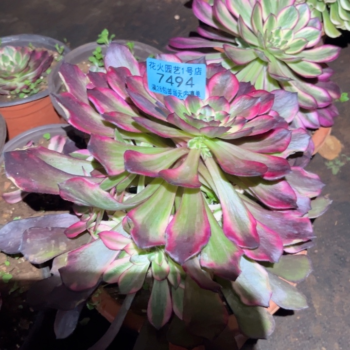 花*香烟花7494多肉植物