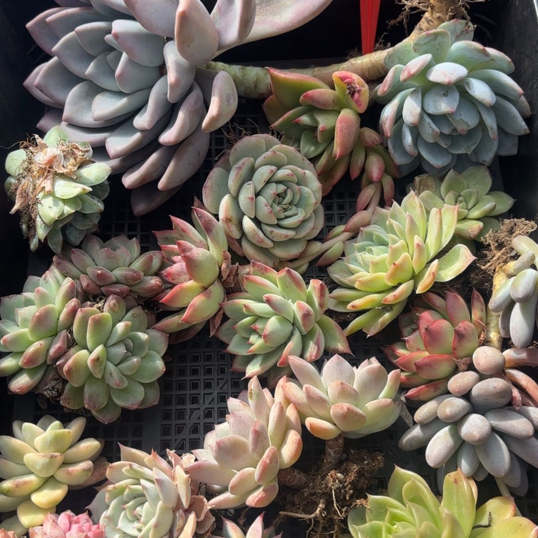 多肉植物框拍零1六号