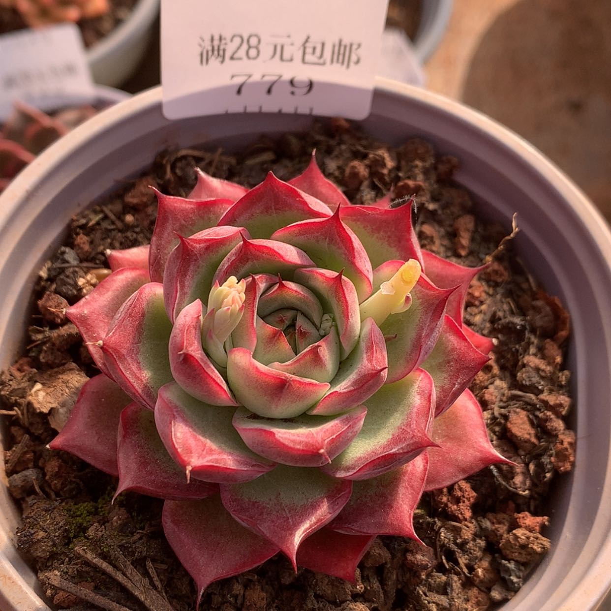 【闪购商品】云779