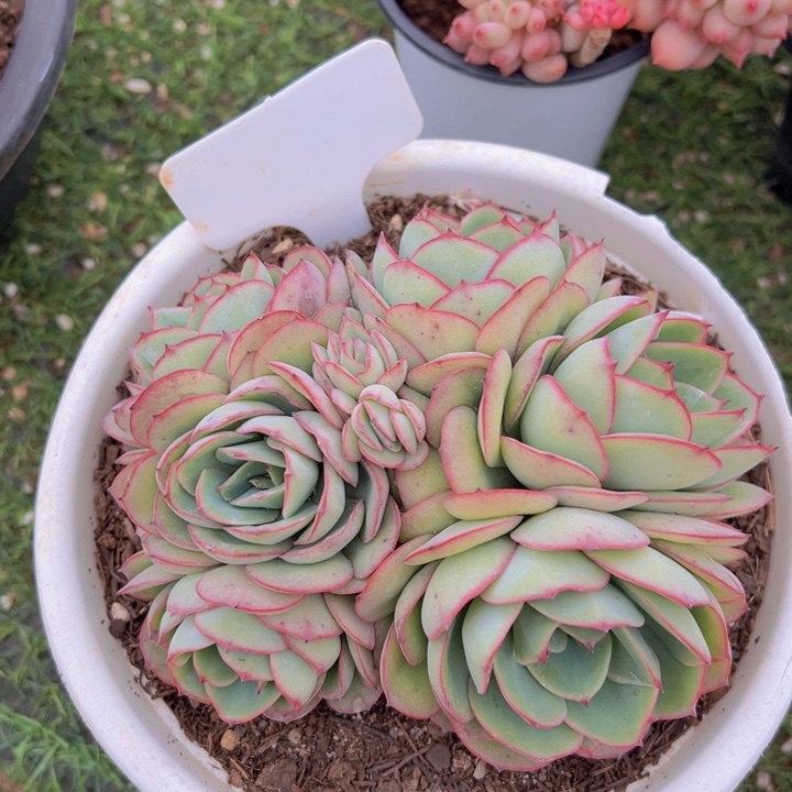 健健康康平平安安